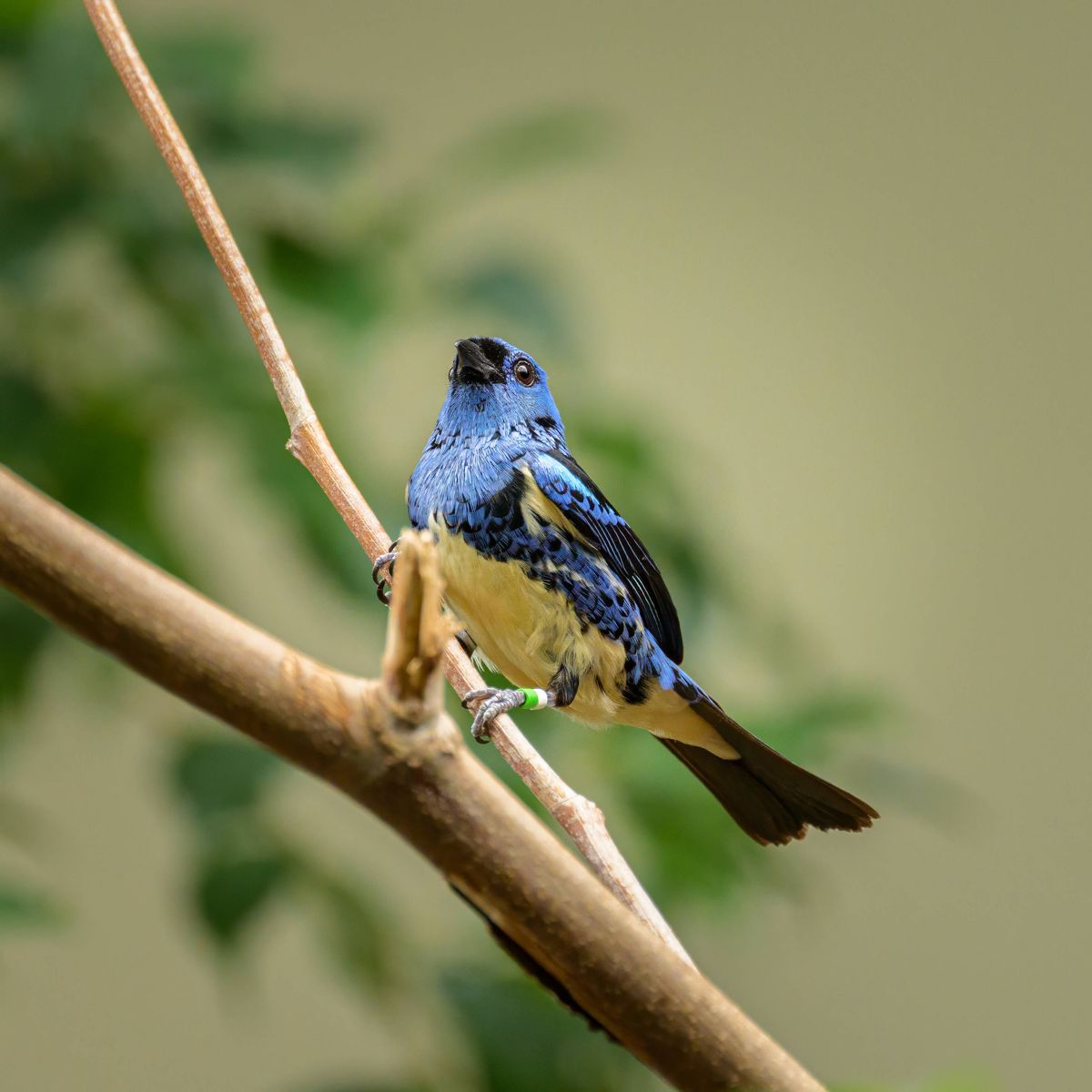 A Turquoise Tanager sitting on a branch. 