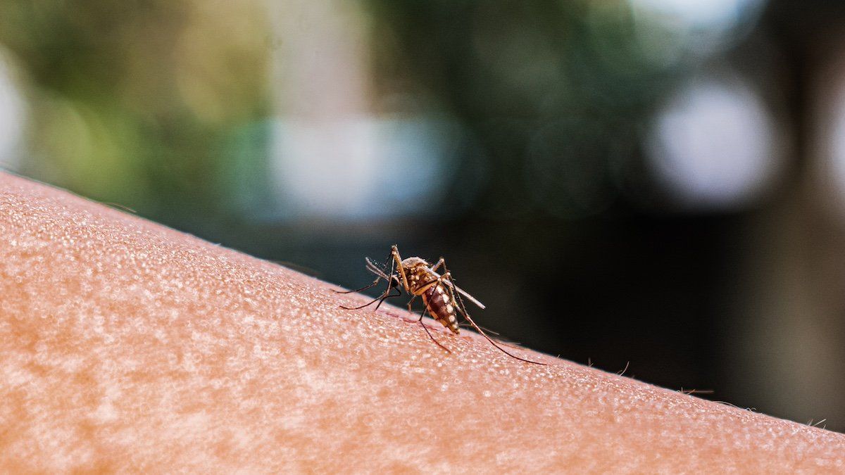 An adult female Anopheles mosquito bites a human body to begin its blood meal at Tehatta, West Bengal; India on 24/02/2023.