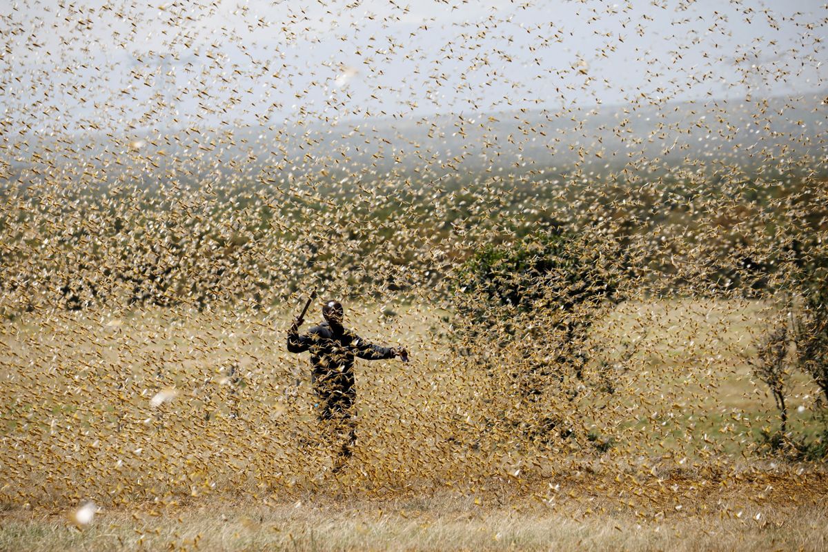 Hard Numbers Locusts swarm again, Americans refute death toll, vaccine