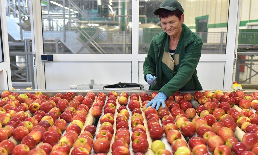 Person picking up apples at an apple facility