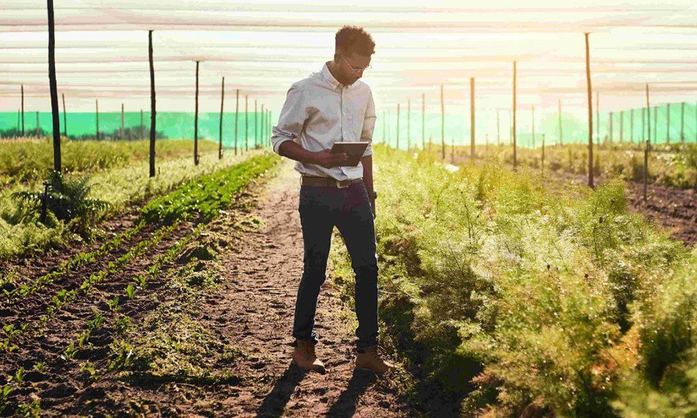 Person inspecting crops in a field