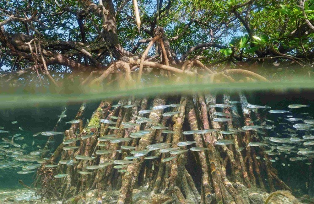 Image of a tree half submerged under water