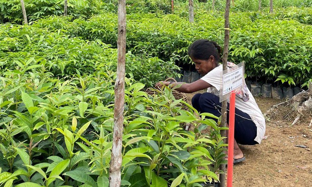 Woman plucking leaves at a forest