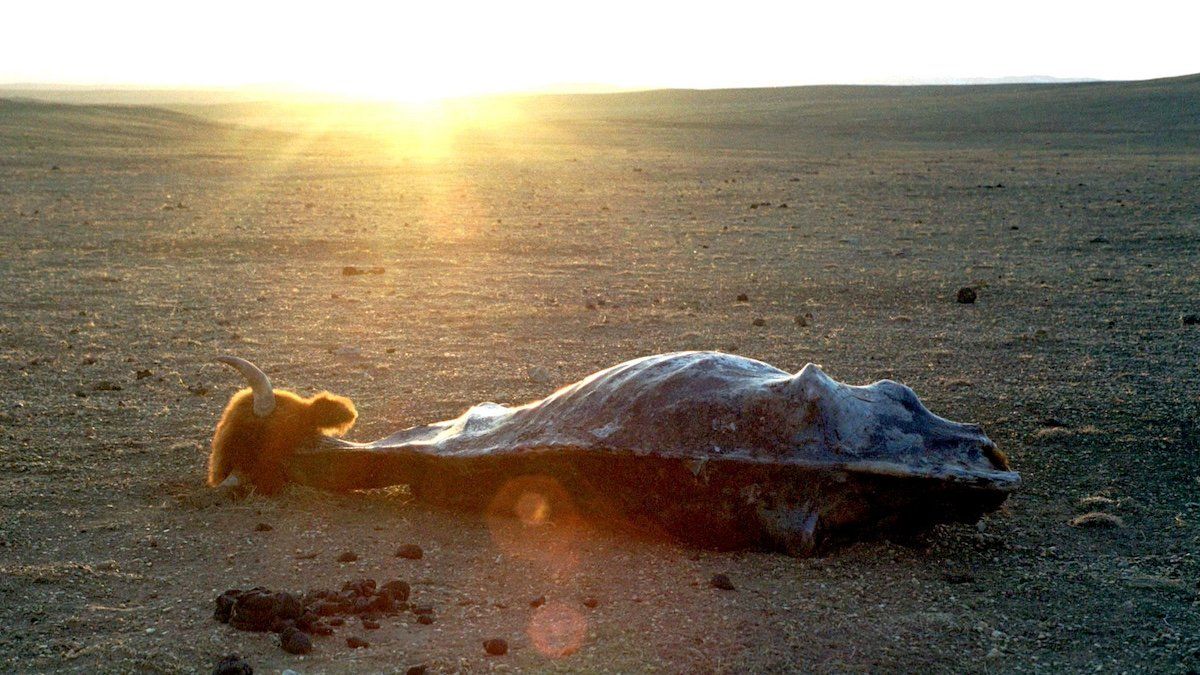 A carcass lies on a grassland in Oendor-Bayan county in central Mongolia, 03/29/2000