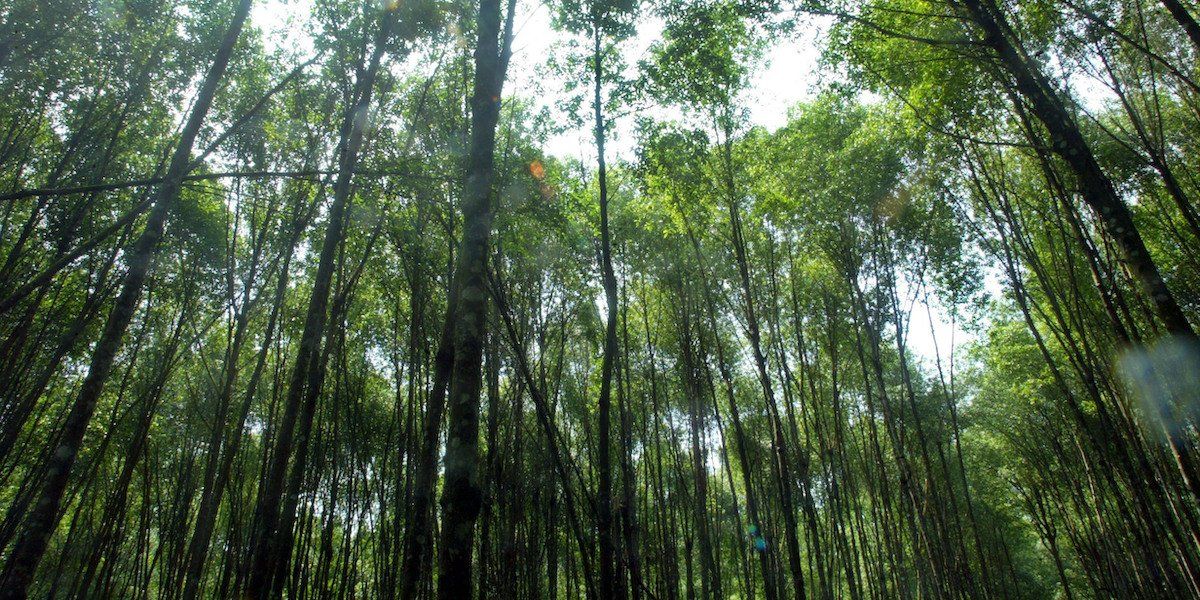 A mangrove forest is seen in Matang in Malaysia's northern state of Perak. Forty tons of mangrove wood are loaded into the kiln and it takes 26 to 30 days to produce 10 tons of charcoal. The village industry is more than 70-years-old and the end product is an expensive high grade charcoal, most of which is exported to Japan where charcoal is valued as a water filter and moisture absorbant. The mangrove forests in Matang have been sustainably managed for 100 years and a 30-year rotational system allows the mangrove to regenerate naturally. Picture taken July 29, 2003