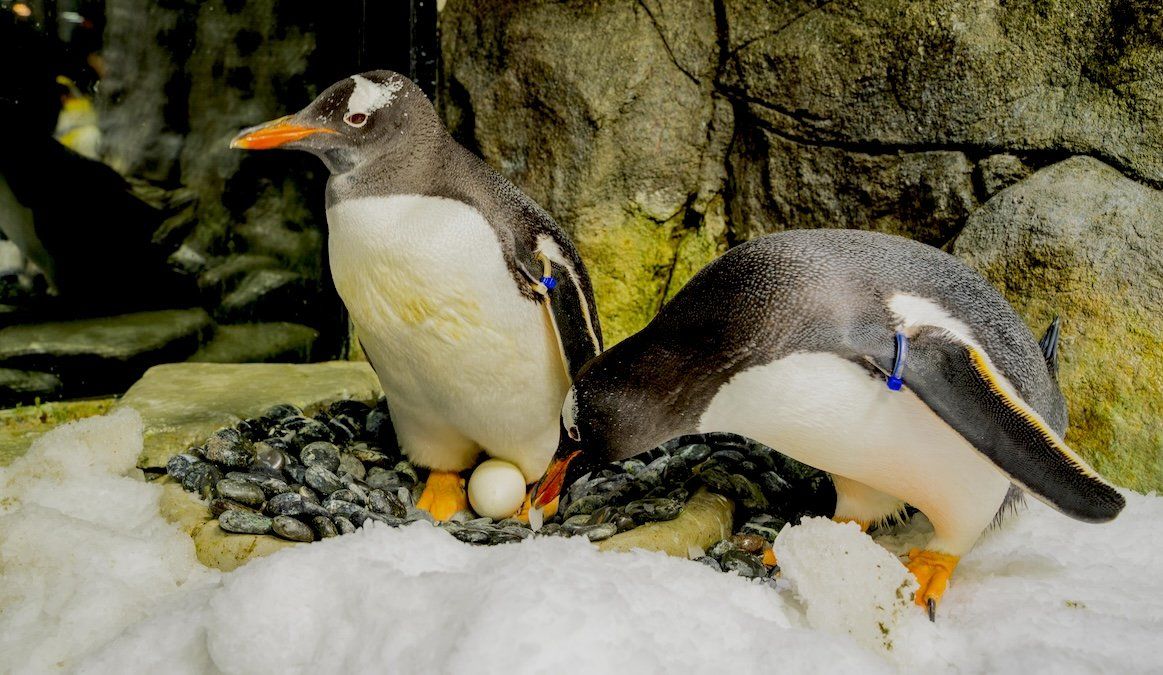 ​Sphen, one half of the world’s most famous gay gentoo penguin couple, has died at the age of 11. 