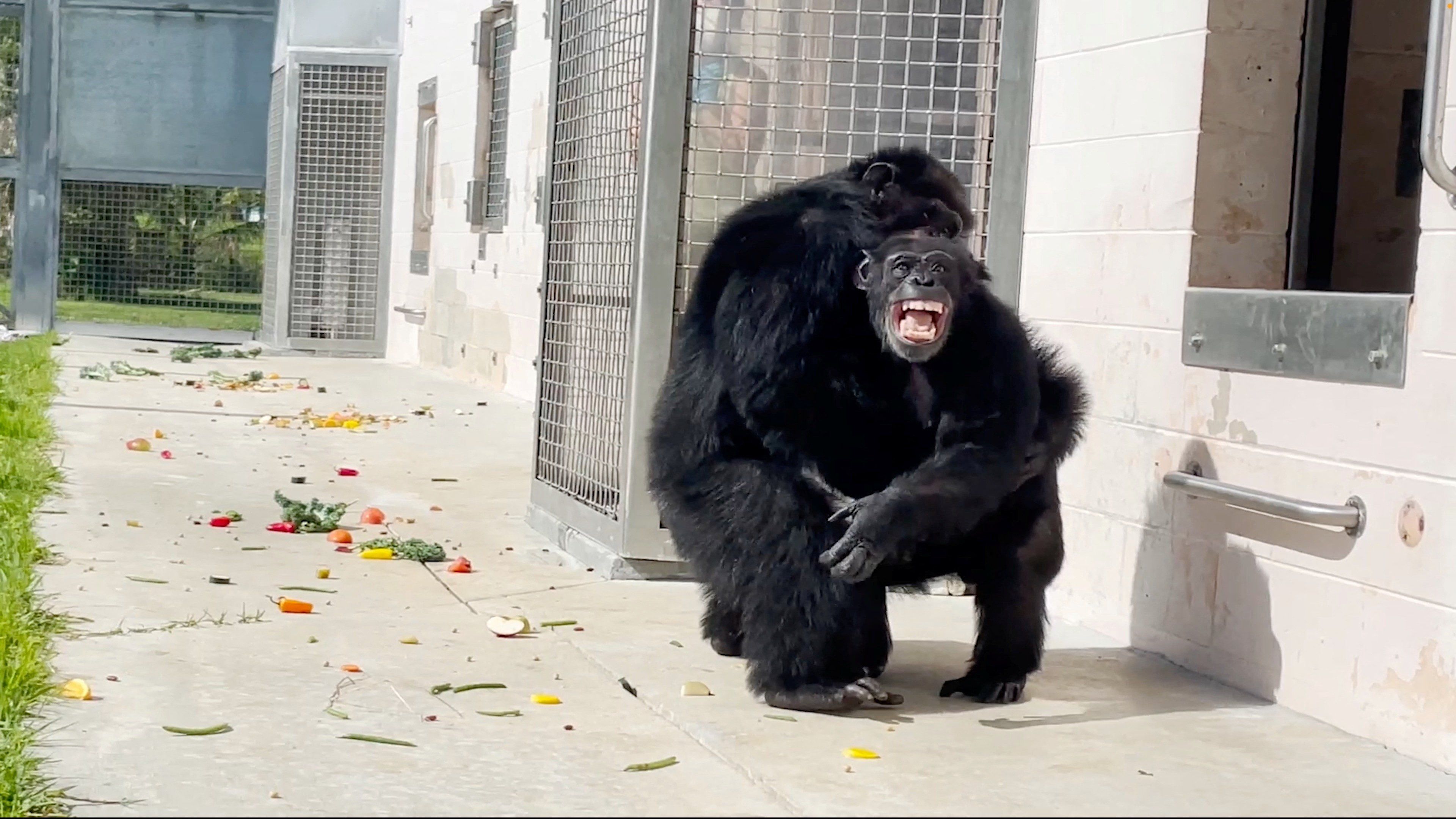 Vanilla the chimpanzee reacts after seeing the sky for the first time at Save the Chimps sanctuary in Fort Pierce, Florida.