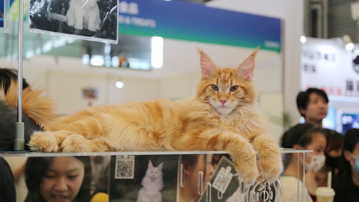SHANGHAI, CHINA - AUGUST 18, 2023 - ICE International Cat Expo at Pet Asia, August 18, 2023
