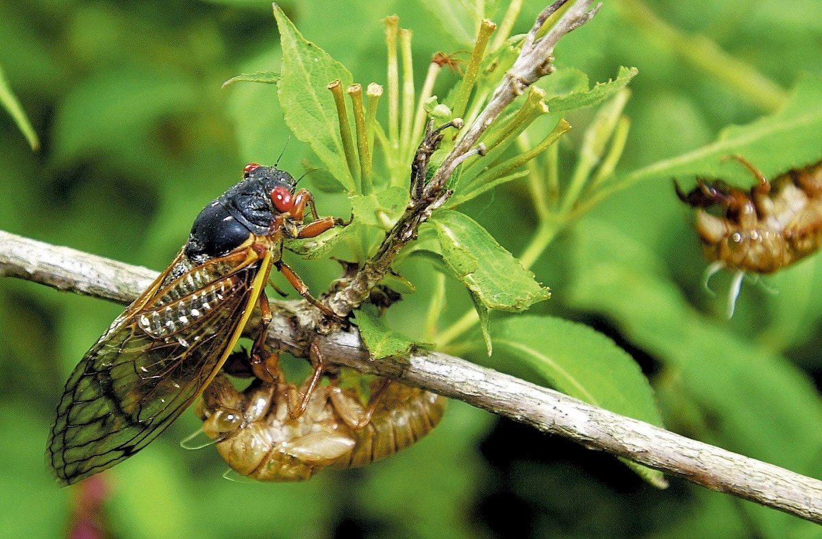 ​Two types of cicadas that resurface every 13 and 17 years, respectively, are making their rare appearance this spring. 